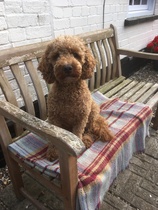Cockapoo breeders