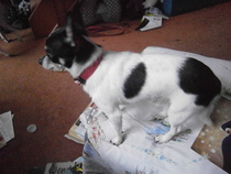 Photos of your dogs to cheer us all up!