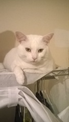 White cats - can I please see yours