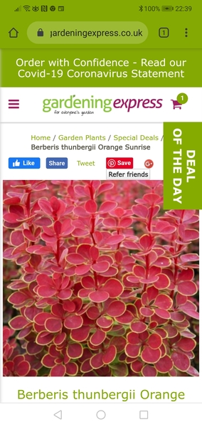 Suggest a plant for me