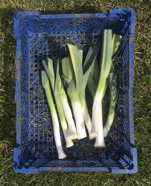 Allotment/Veg Patch Thread 15 - will winter ever end?