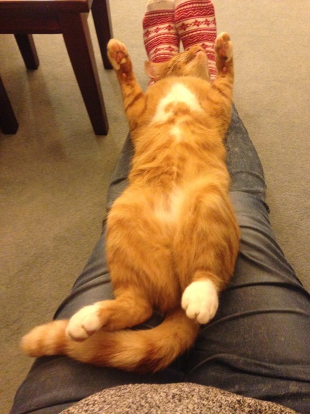 Chubby Ginger female Cat
