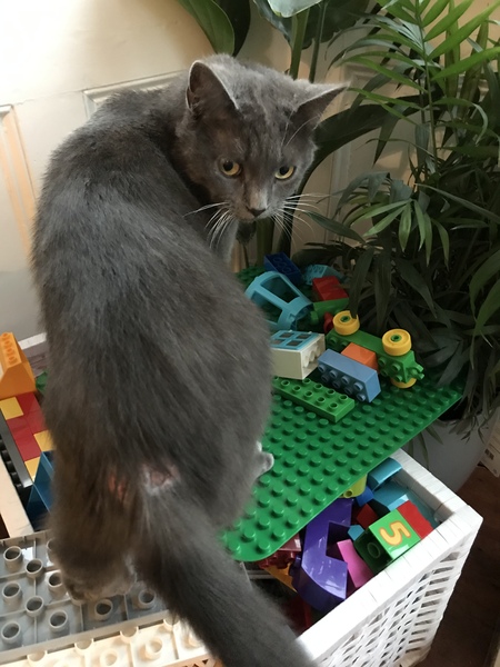 Cat keeps getting beaten up