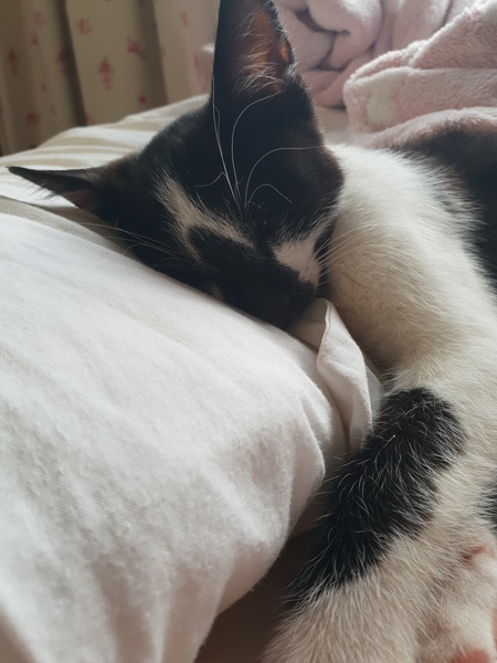 Poor cat knocked over today