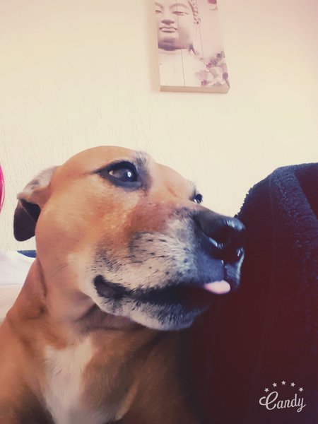 To throw my dog a birthday party (at a social distance)