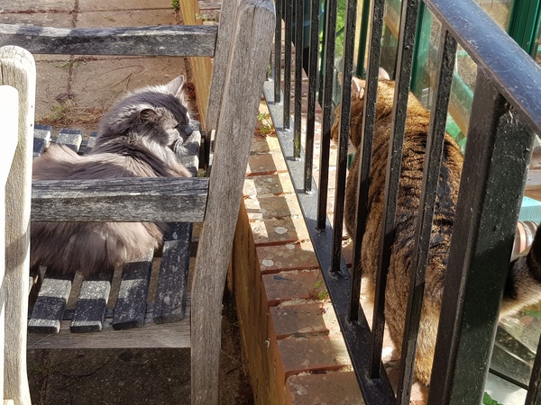 Thug Cat part 2. What, has this thing appeared again tonight?