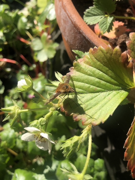 What is this flying insect please?