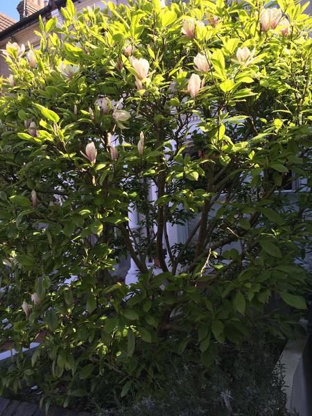 Does anyone know that this tree is?