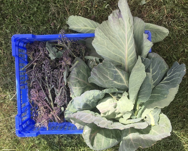 Allotment/Veg Patch Thread 15 - will winter ever end?