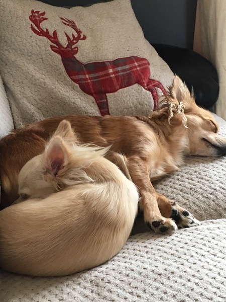 I think I assembled my dog wrong?