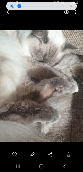 Toe bean thread anyone?