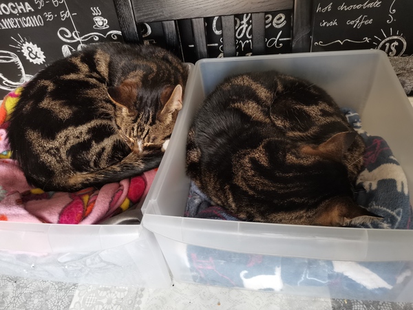 What are your pets up to today?