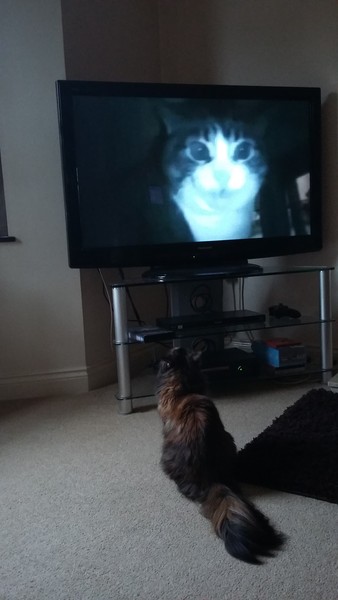 Cats , Flaps and The Clap