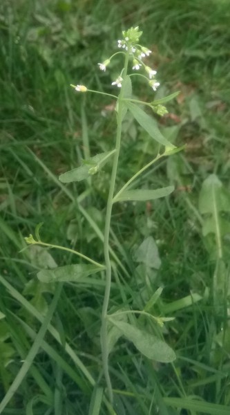 Plant ID please tiny white flowers 4 petals, not shepherd's purse