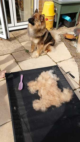 How much does your dog moult?!