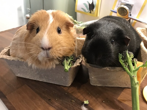 Cute pet and wildlife thread