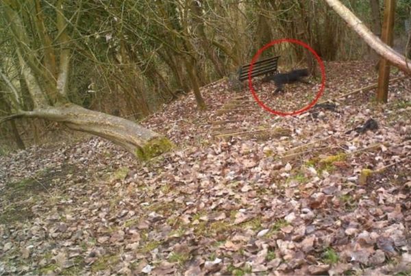 Big cat sightings - Do you believe in them or have you seen any?