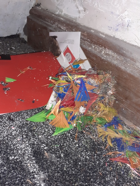 Flapping calmly through lockdown: Fledglings April 2020. Welcome to the Keep Calm Corner!