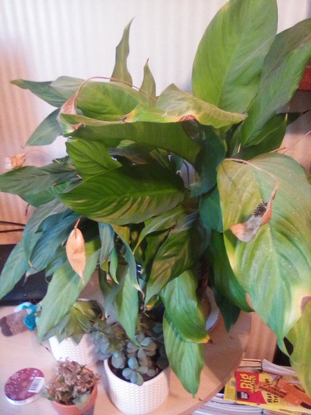 Thread for really fucking ugly houseplants