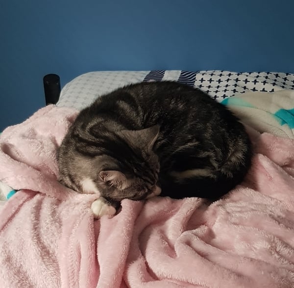 What is your cat called?