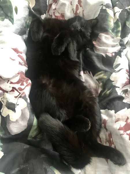 What's your DCat up to today? (Thread 7!)