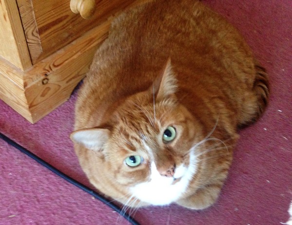 Chubby Ginger female Cat