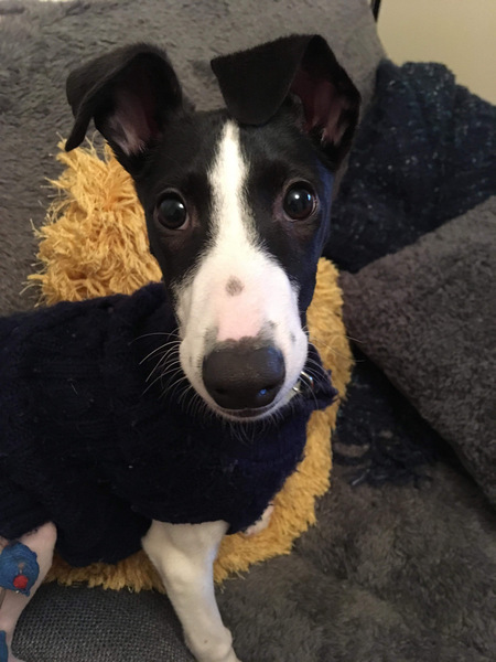 Puppy regret