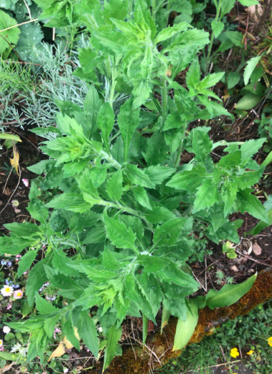Can anyone identify this plant ?