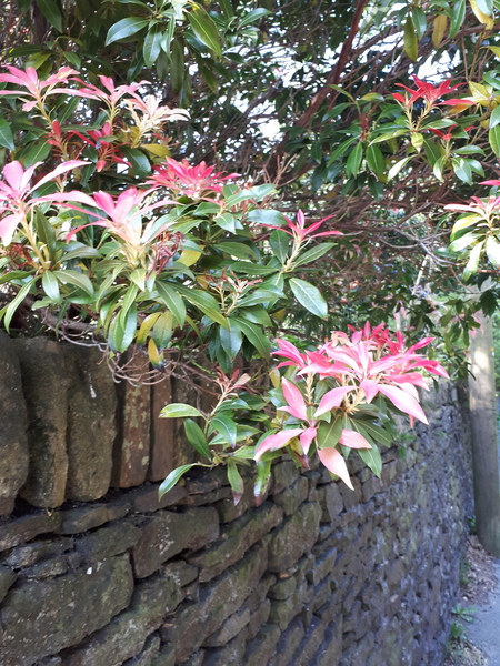 Please could you tell me what this bush is called?