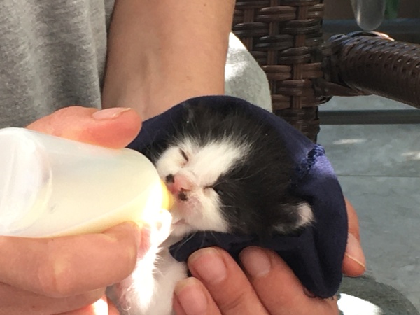 HELP- Just found some kittens!