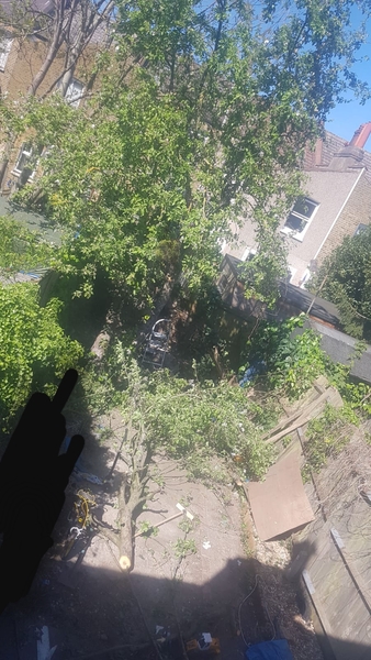 Tree issues with neighbours