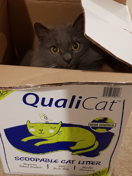 What's your DCat up to today? (Thread 7!)