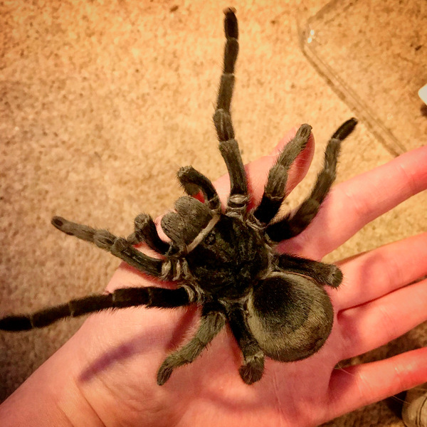 Anyone with invertebrates? *Warning: Pictures*