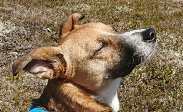Tell me about behaviour problems you have with your dog!