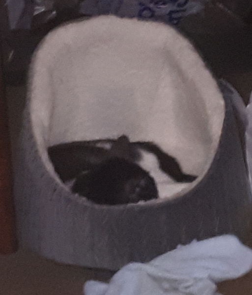 Can anyone recommend a high sided cat bed?