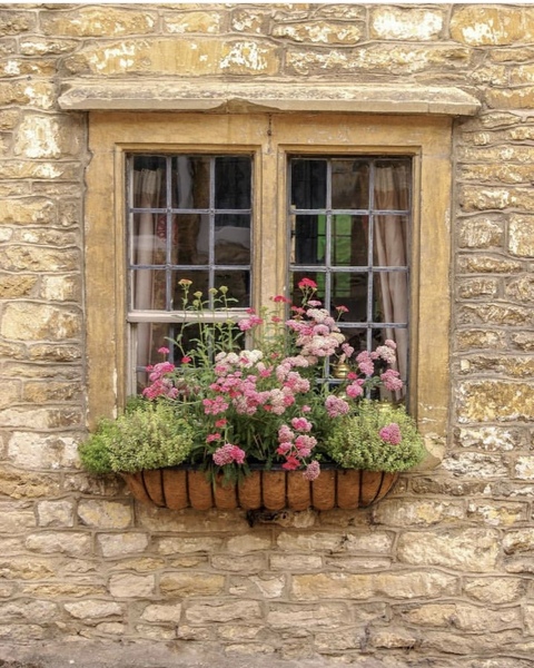 Can someone please help me identify these plants and flowers?