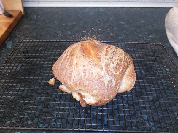 Calling sourdough starter experts!