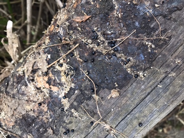 What are these... eggs?!