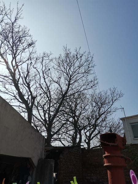 Is it me or are the birds behaving strangely?