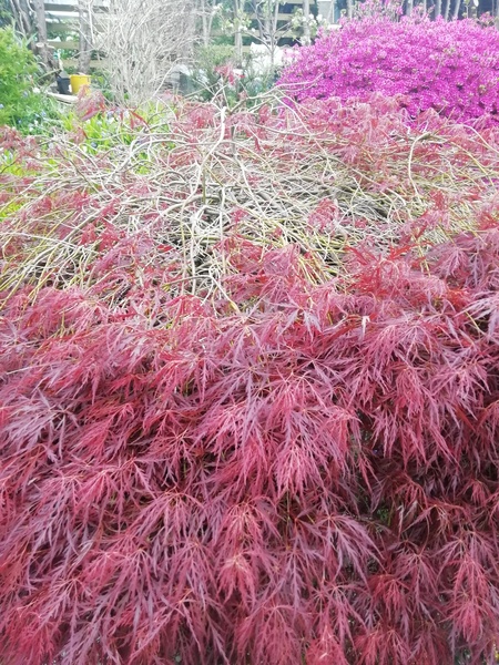 What do I do with my bald acer?