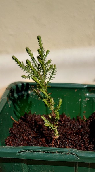 Two plant IDs