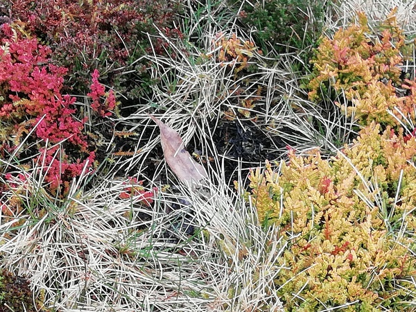 Plant ID please
