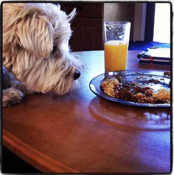 Pets that Steal food (lighthearted)