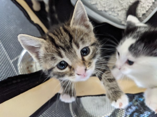 Kittens personalities are so different!