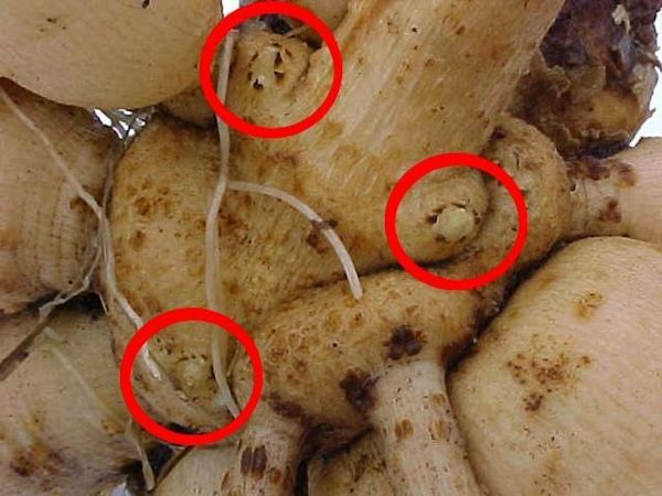 Can you identify this tuber?