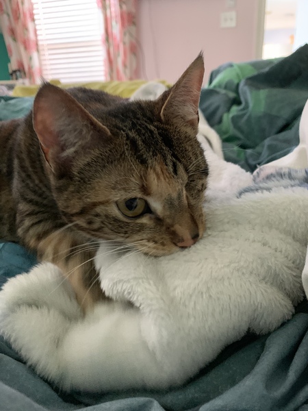 Anyone elses cats miserable as sin today?