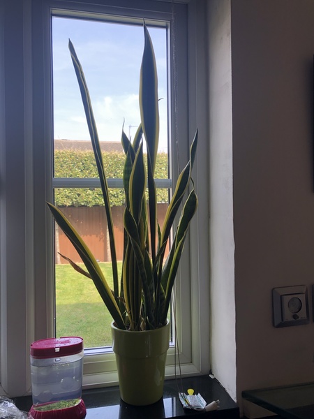 Thread for really fucking ugly houseplants