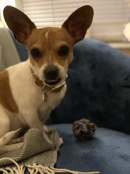 Best dog for a family (small)