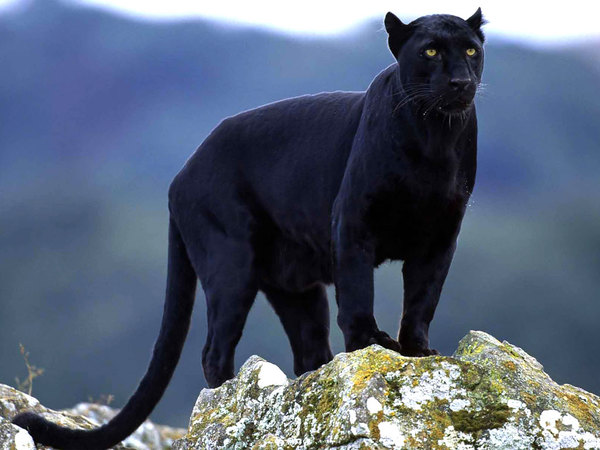 Big cat sightings - Do you believe in them or have you seen any?