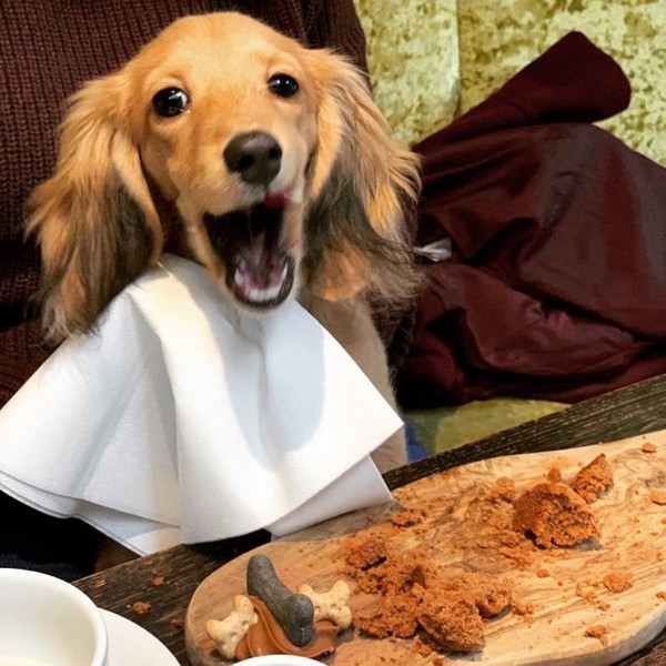 To throw my dog a birthday party (at a social distance)